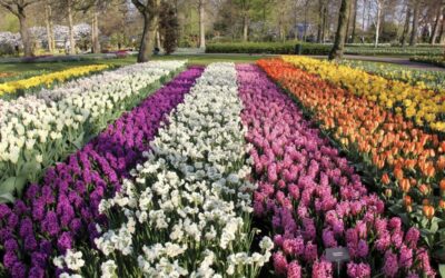 Is Keukenhof Worth Visiting?