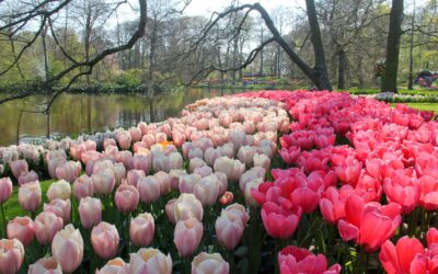 Tulips Fields in the Netherlands (and Visiting Keukenhof)