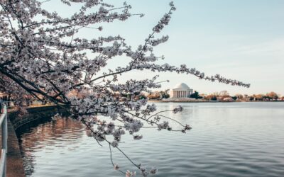 2 Day Washington DC Itinerary: Cherry Blossom Edition