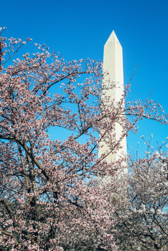 2 Day Washington DC Itinerary: Cherry Blossom Edition