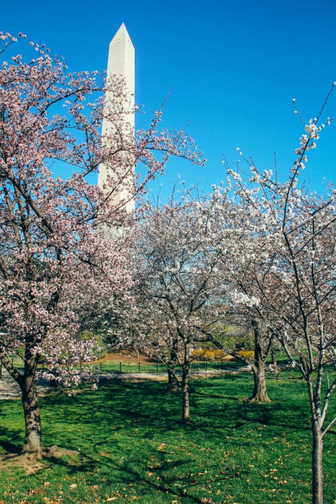 2 Day Washington DC Itinerary: Cherry Blossom Edition