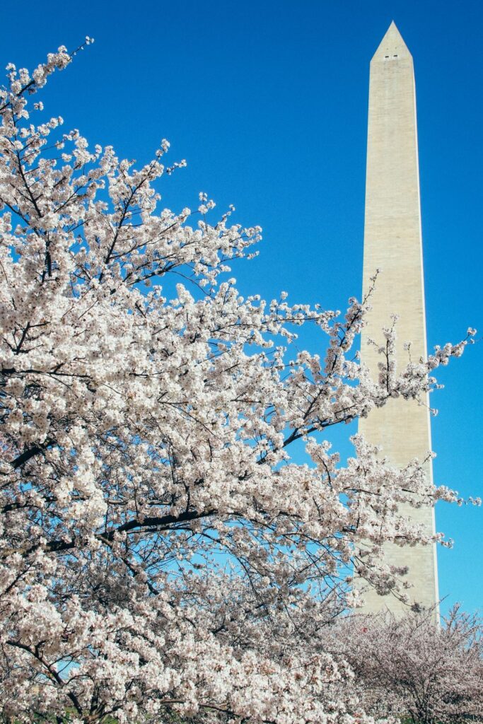 2 Day Washington DC Itinerary: Cherry Blossom Edition