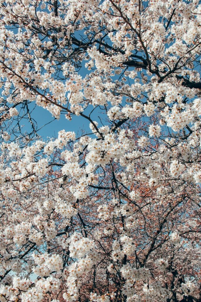 2 Day Washington DC Itinerary: Cherry Blossom Edition