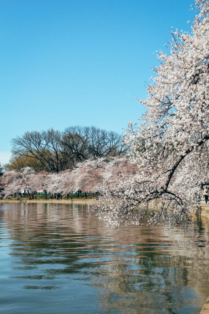 2 Day Washington DC Itinerary: Cherry Blossom Edition