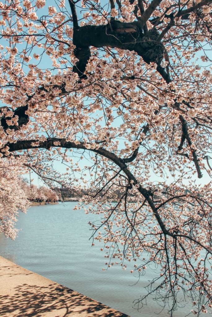 2 Day Washington DC Itinerary: Cherry Blossom Edition