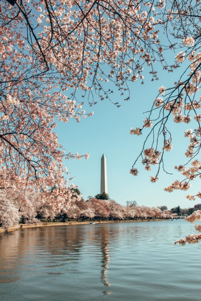 2 Day Washington DC Itinerary: Cherry Blossom Edition