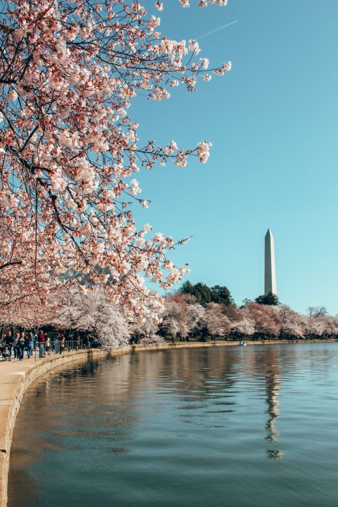 2 Day Washington DC Itinerary: Cherry Blossom Edition