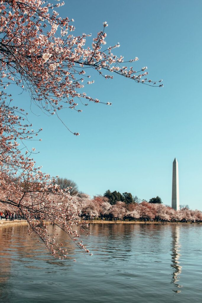 2 Day Washington DC Itinerary: Cherry Blossom Edition