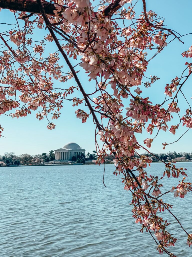 2 Day Washington DC Itinerary: Cherry Blossom Edition