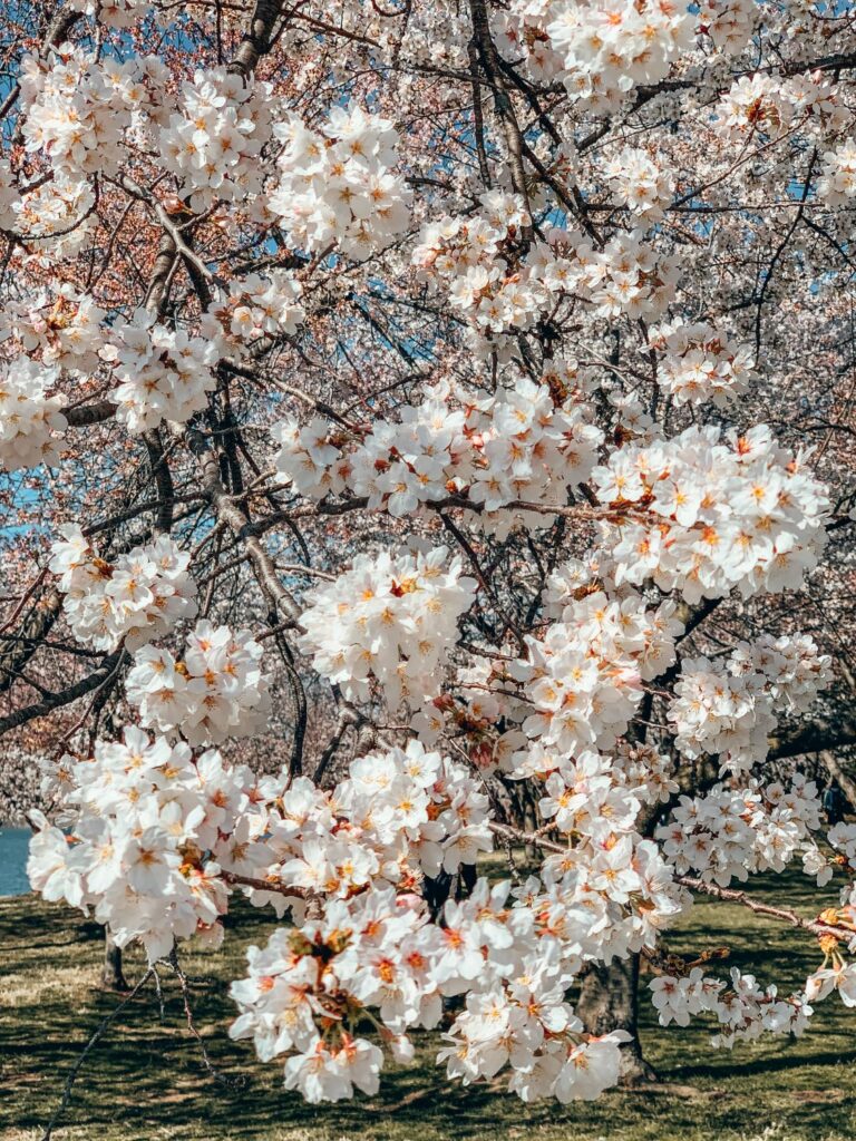 2 Day Washington DC Itinerary: Cherry Blossom Edition