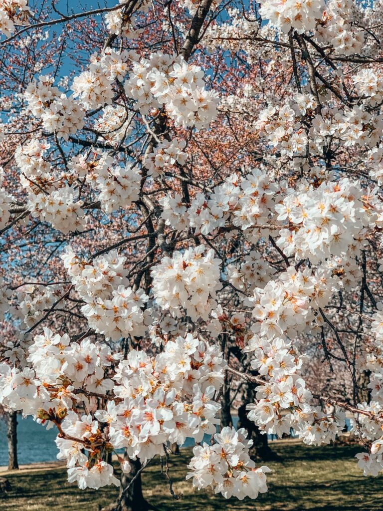 2 Day Washington DC Itinerary: Cherry Blossom Edition