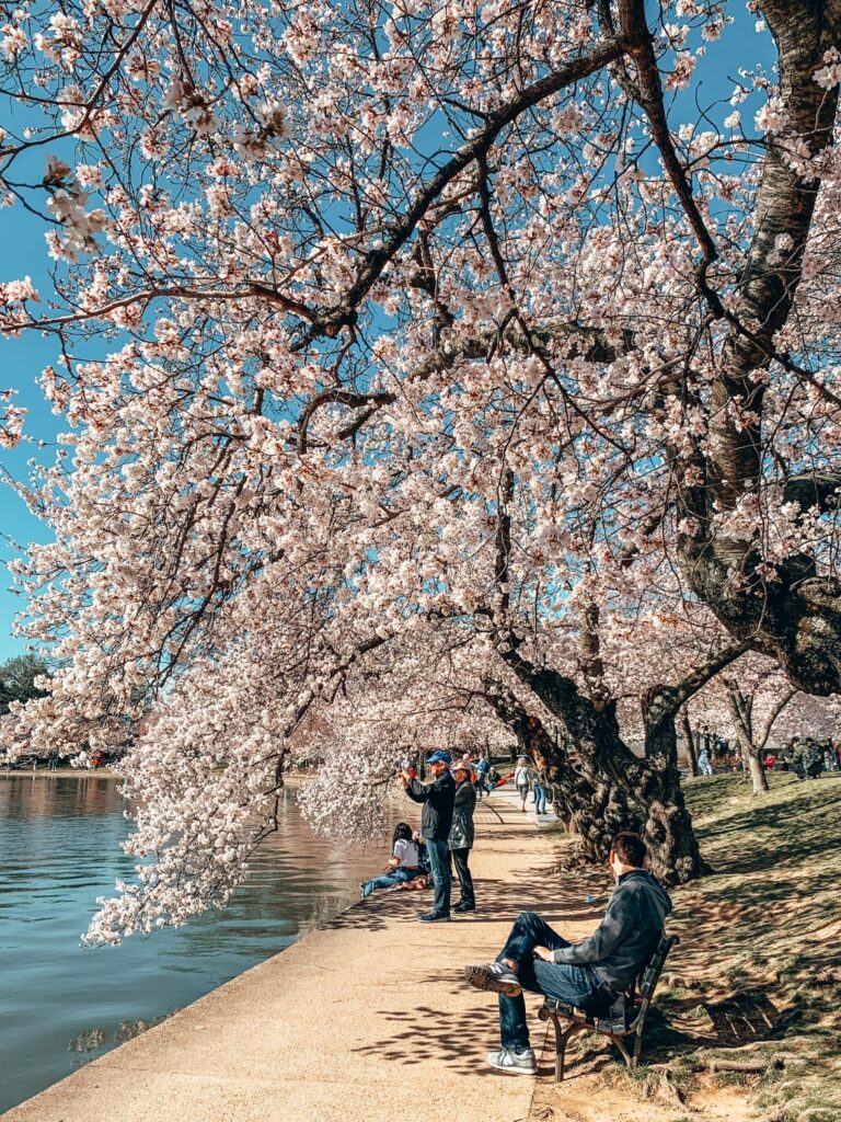 2 Day Washington DC Itinerary: Cherry Blossom Edition