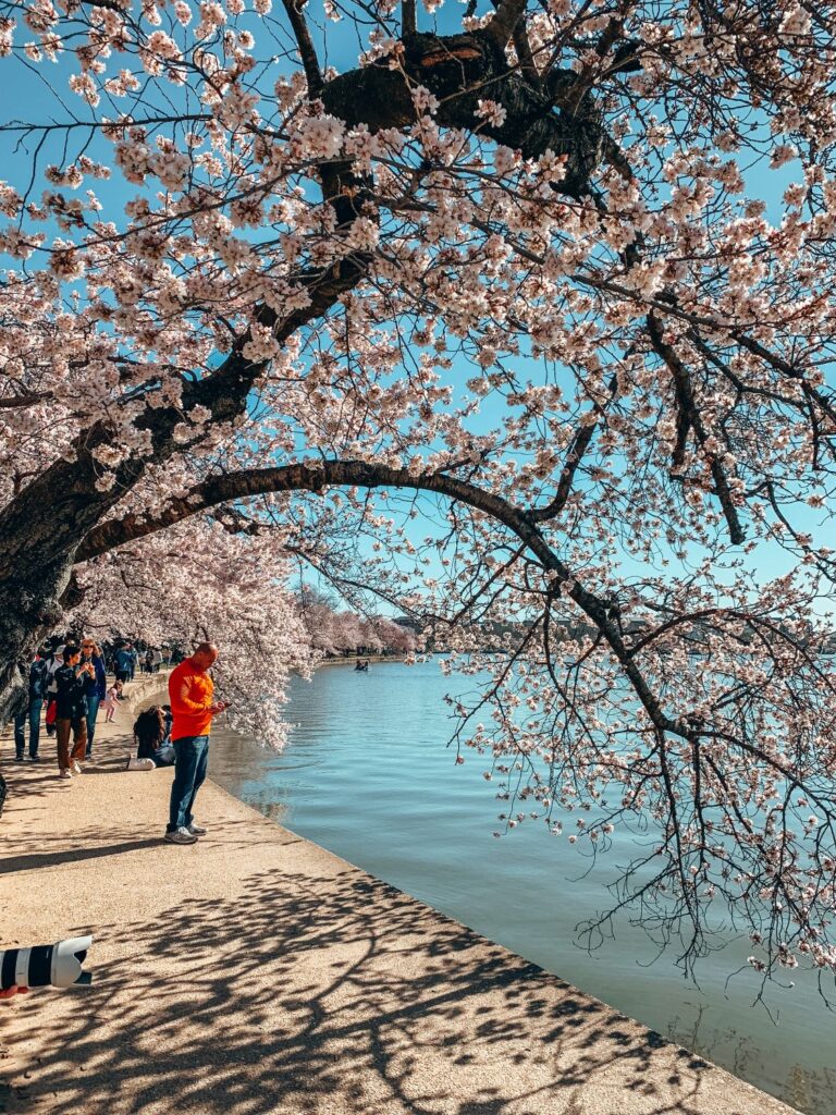 2 Day Washington DC Itinerary: Cherry Blossom Edition