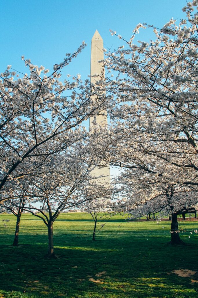 Cherry Blossoms in DC