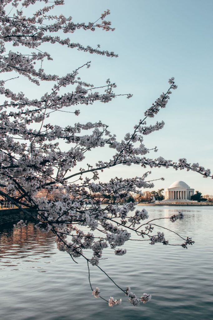 Cherry Blossoms in DC