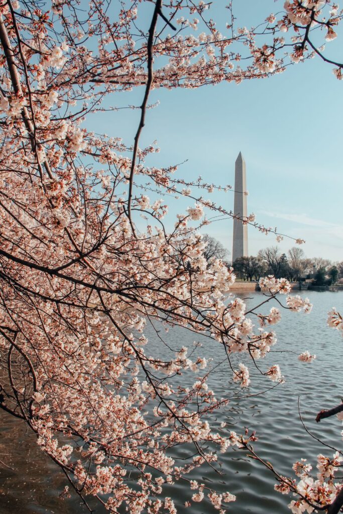 Cherry Blossoms in DC