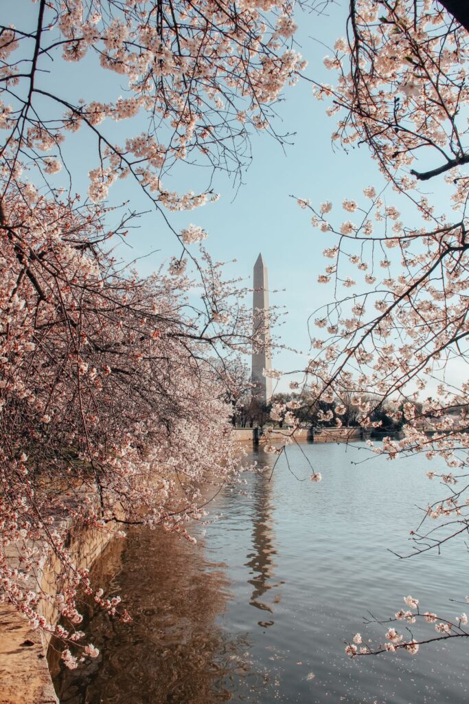 Cherry Blossoms in DC