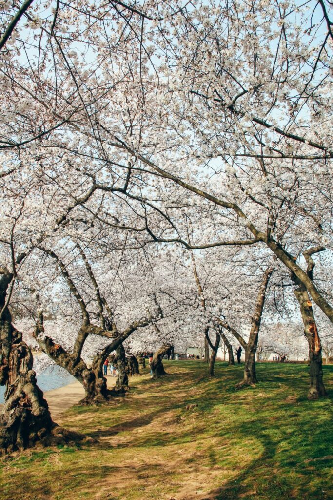 Cherry Blossoms in DC