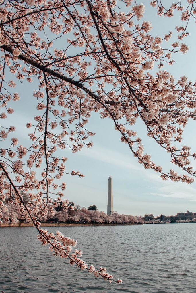 Cherry Blossoms in DC