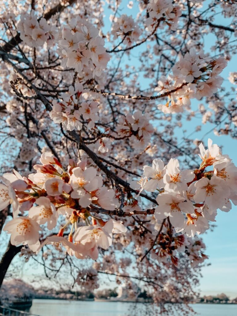 Cherry Blossoms in DC