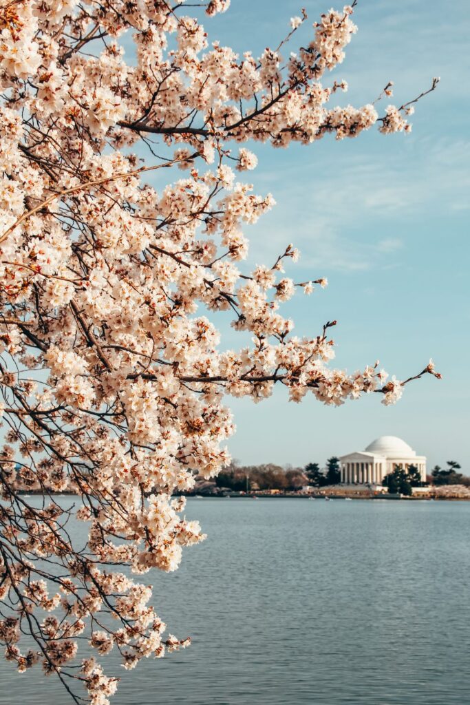 Cherry Blossoms in DC