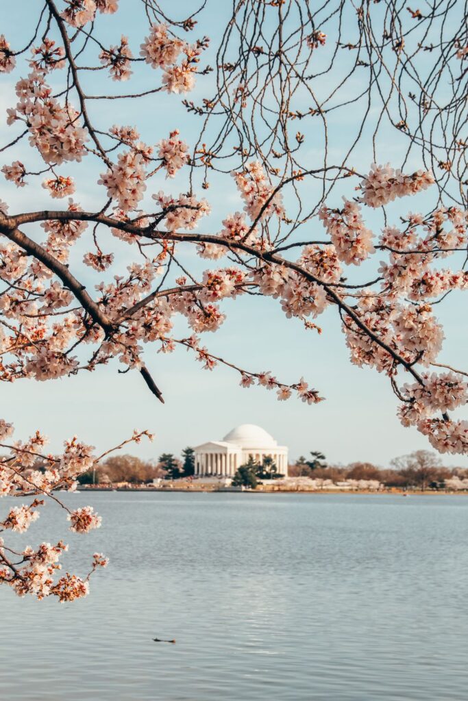 Cherry Blossoms in DC