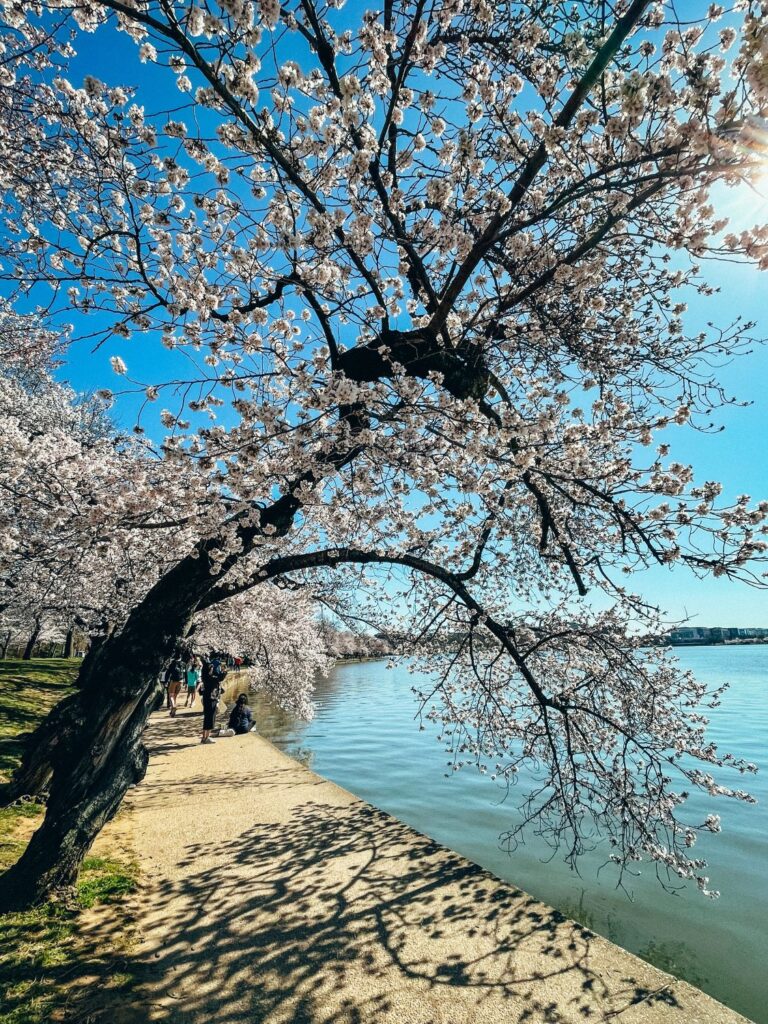 2 Day Washington DC Itinerary: Cherry Blossom Edition