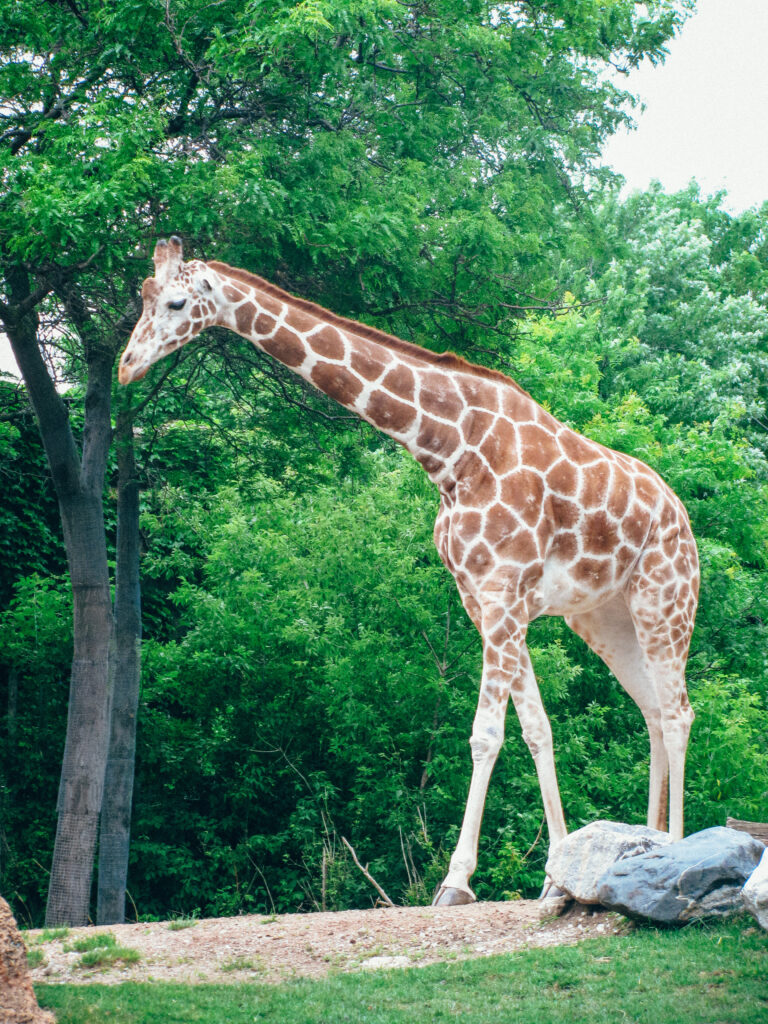 Lincoln Park Zoo