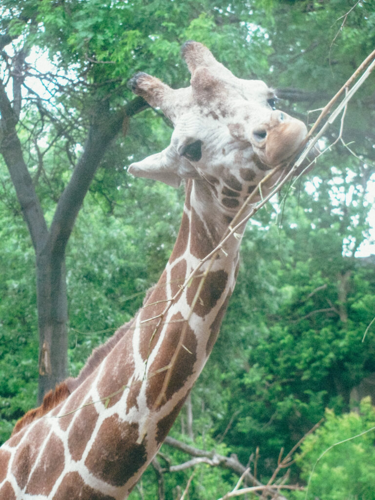 Lincoln Park Zoo