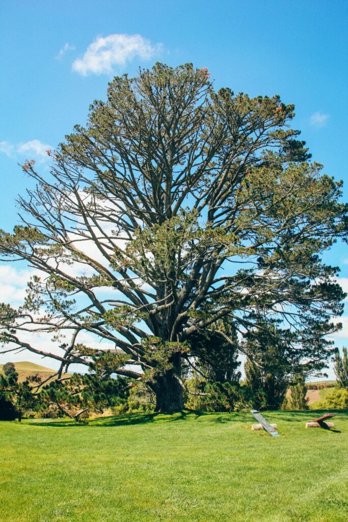 Is The Hobbiton Tour Worth It?