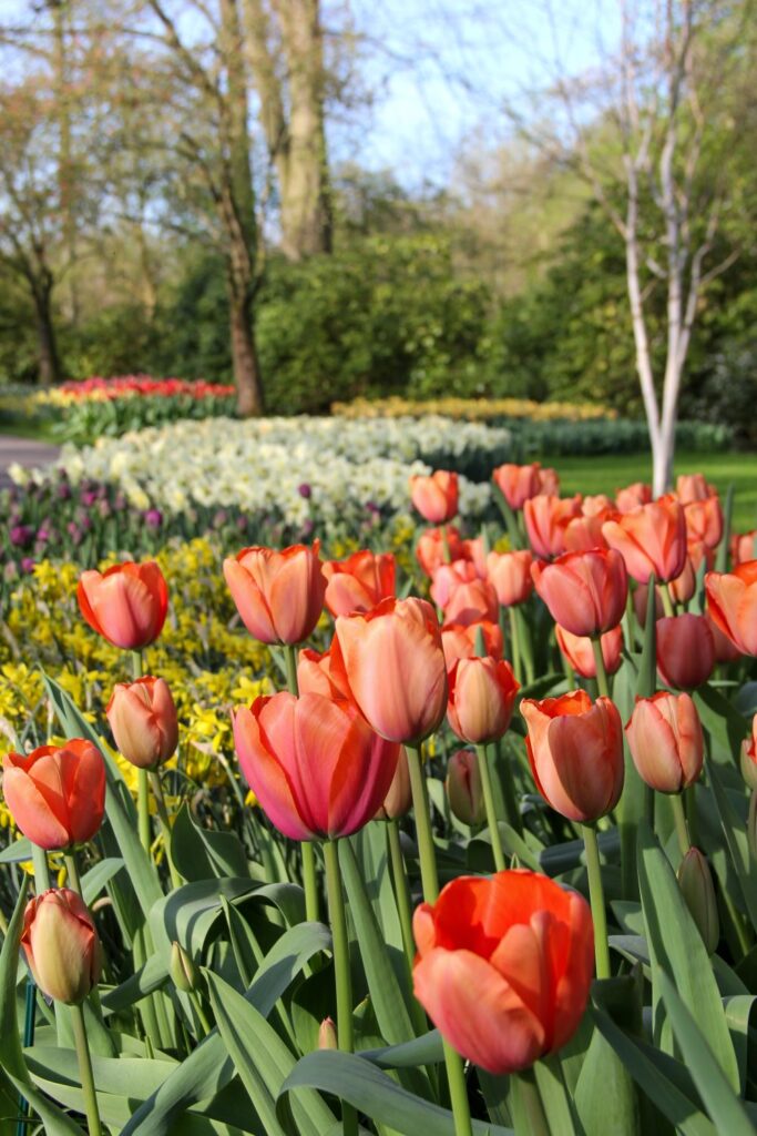 Tulips Fields in the Netherlands