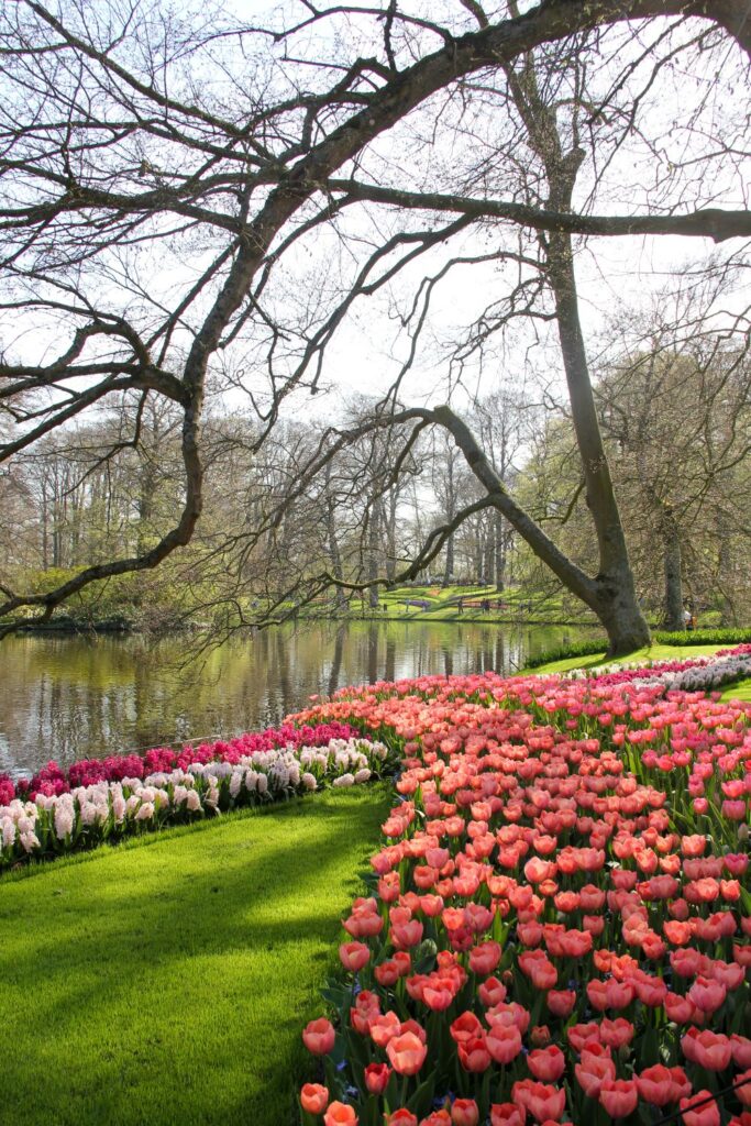 Tulips Fields in the Netherlands