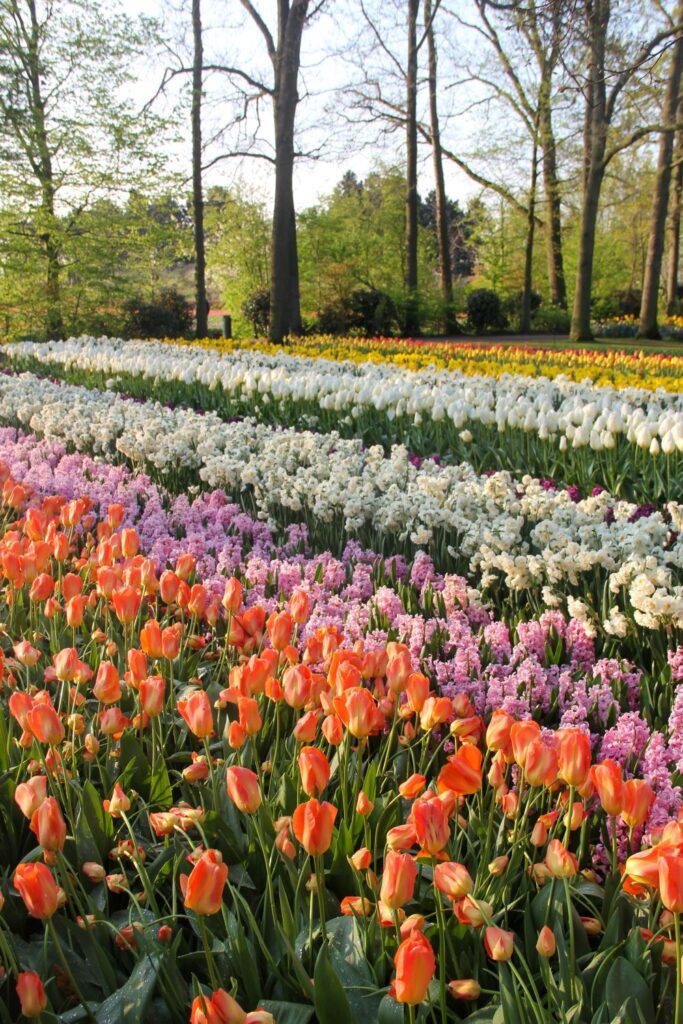 Tulips Fields in the Netherlands