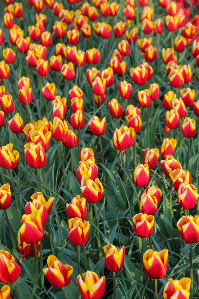 Tulips Fields in the Netherlands