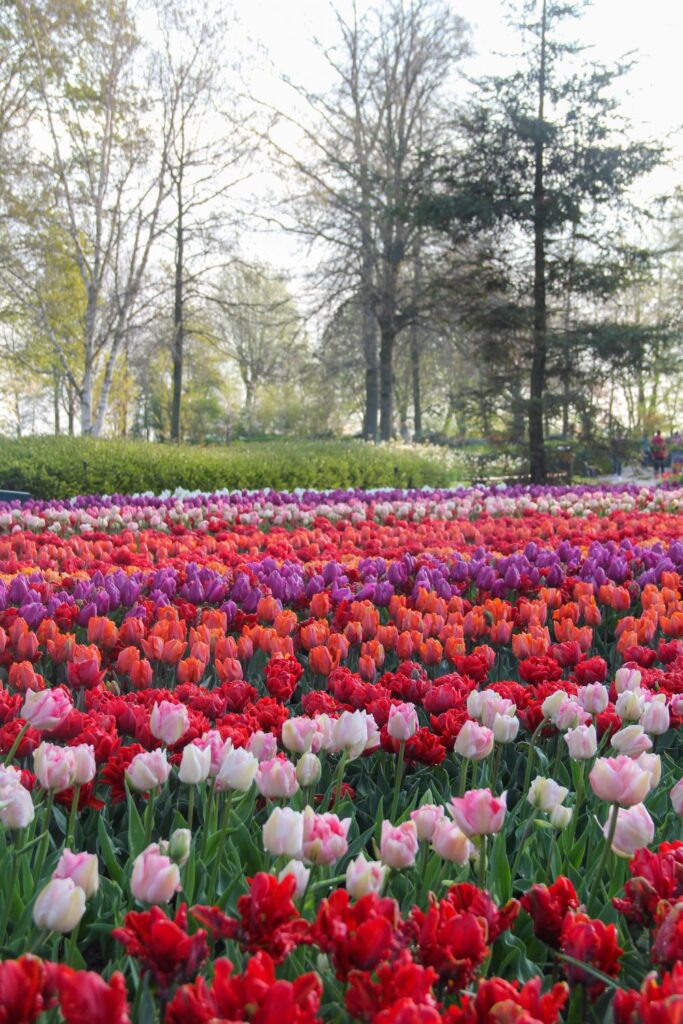 Tulips Fields in the Netherlands