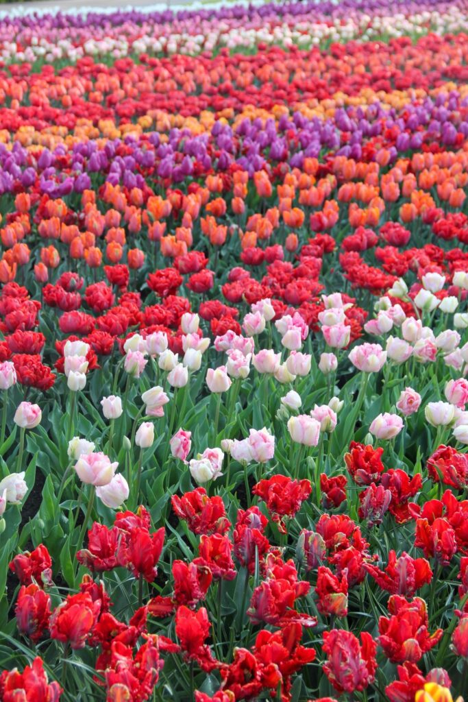 Tulips Fields in the Netherlands