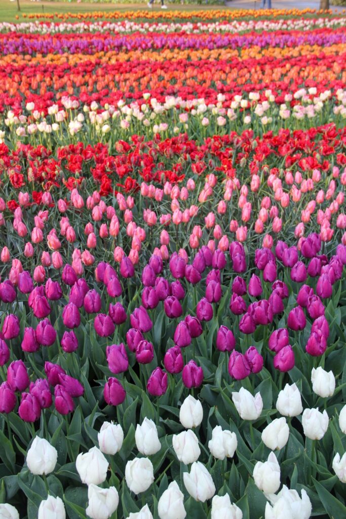 Tulips Fields in the Netherlands