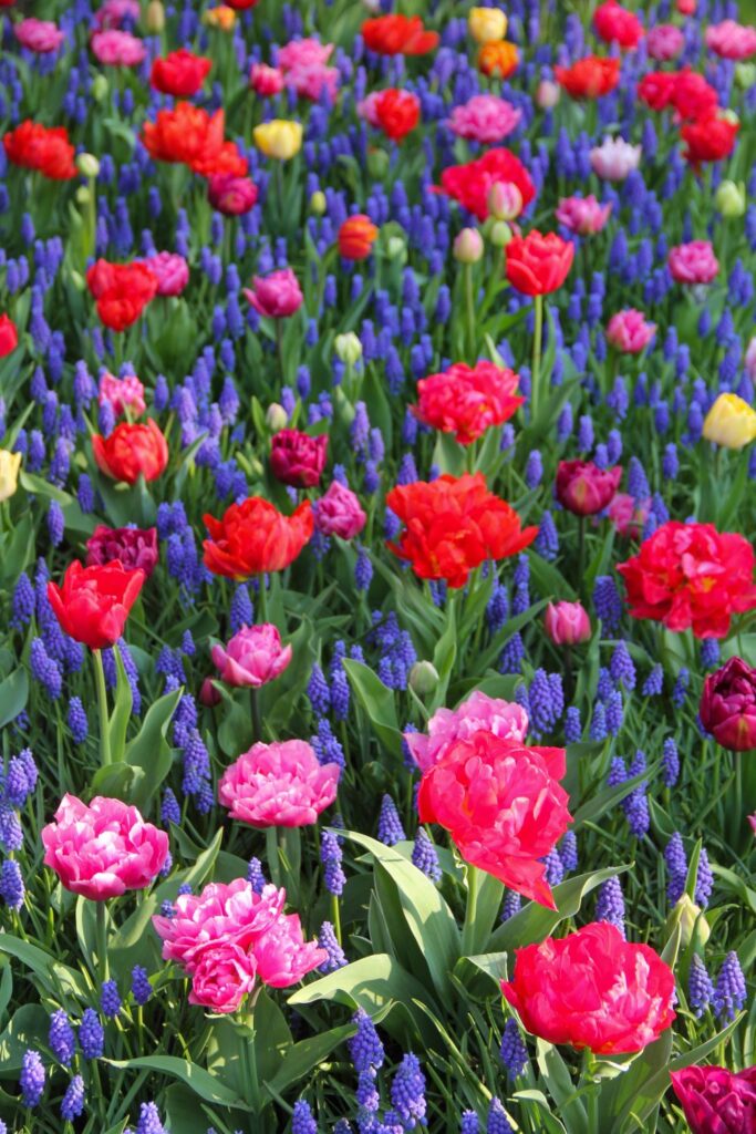 Tulips Fields in the Netherlands