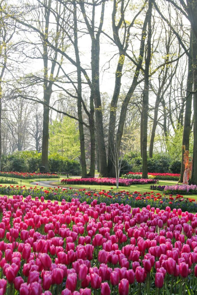 Tulips Fields in the Netherlands