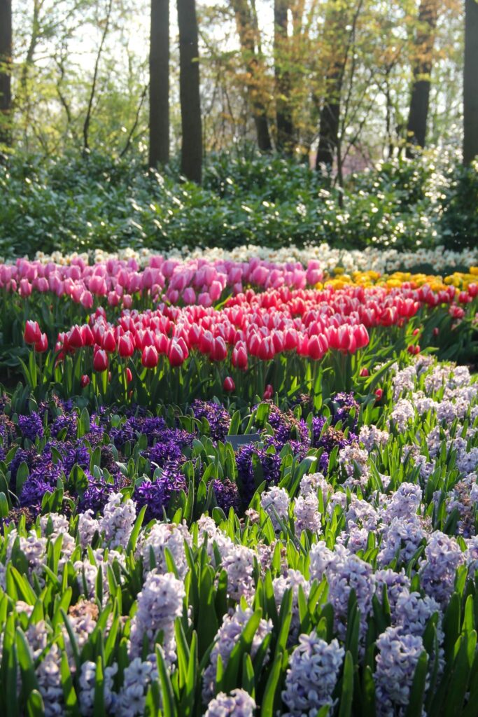 Tulips Fields in the Netherlands