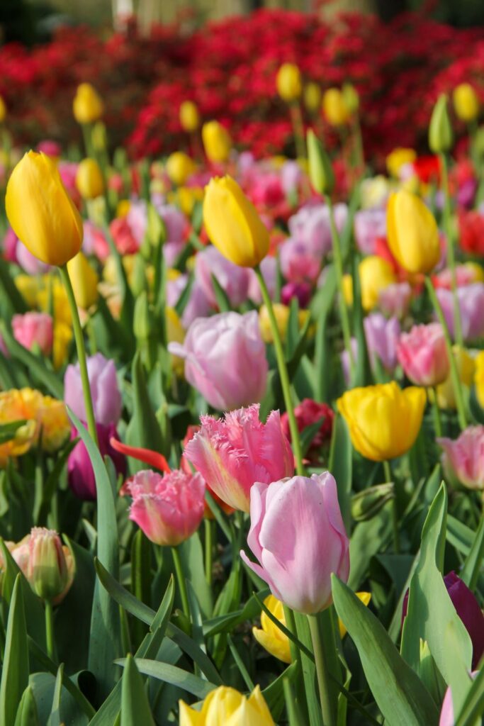 Tulips Fields in the Netherlands