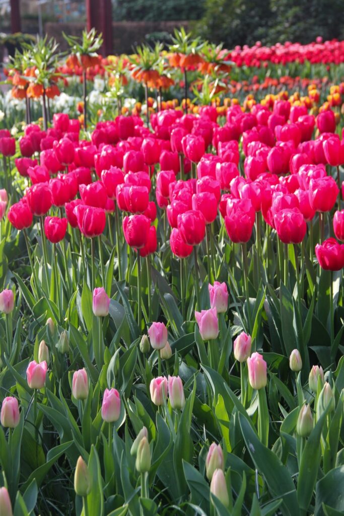 Tulips Fields in the Netherlands