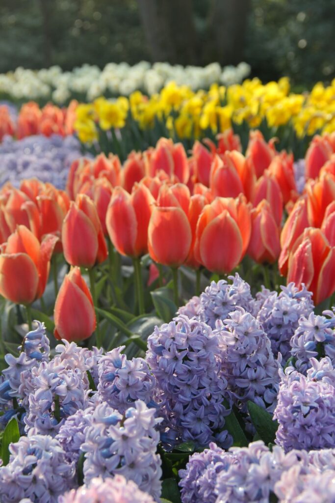 Tulips Fields in the Netherlands