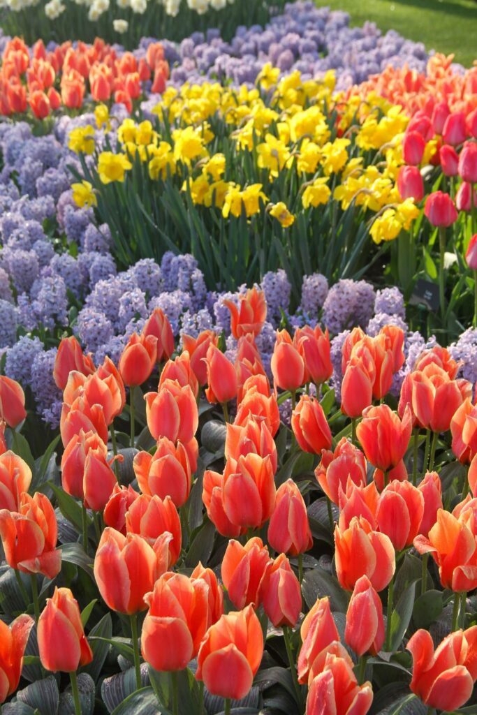 Tulips Fields in the Netherlands