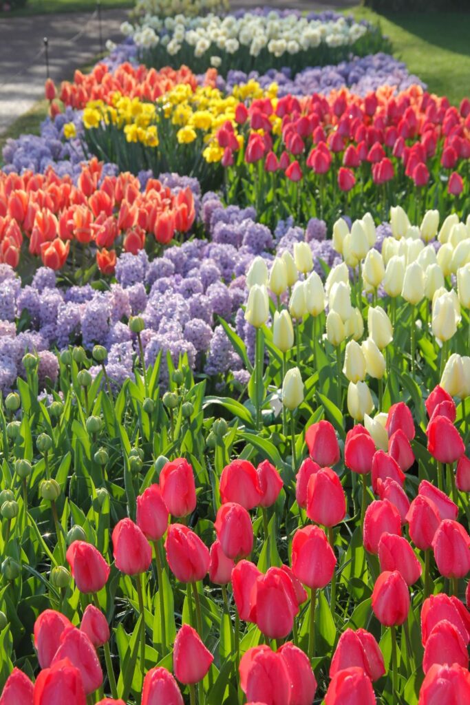 Tulips Fields in the Netherlands