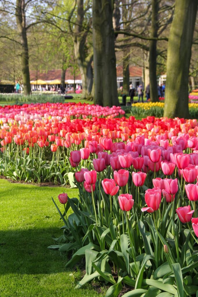 Keukenhof Garden