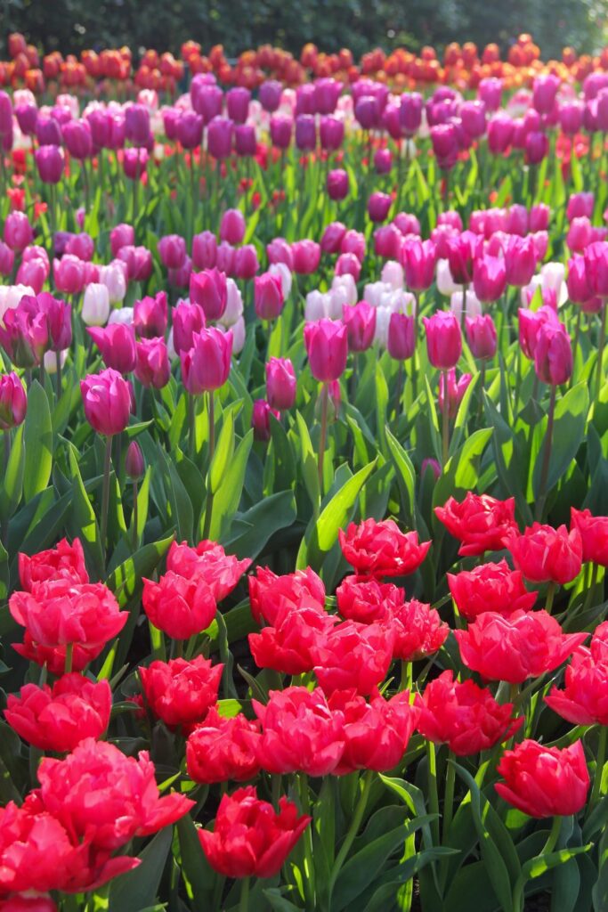 Keukenhof Garden