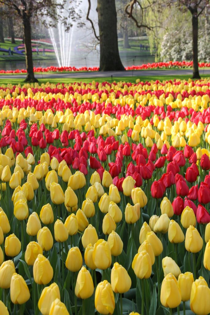 Keukenhof Garden