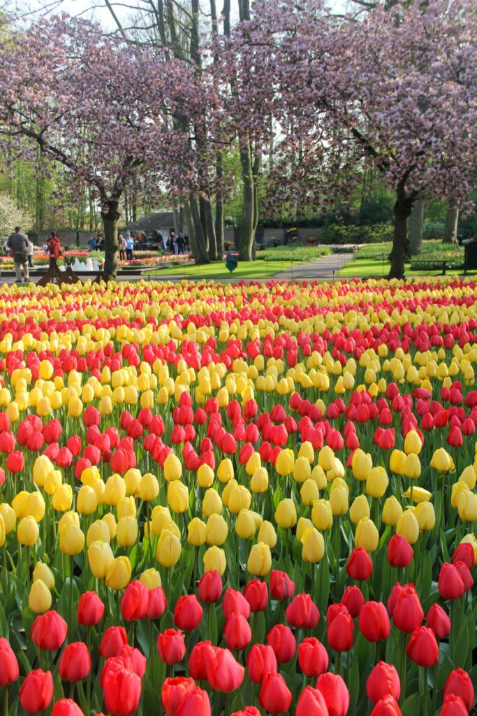 Keukenhof Garden