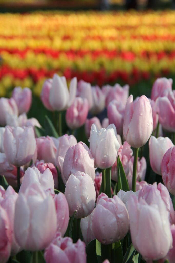 Keukenhof Garden